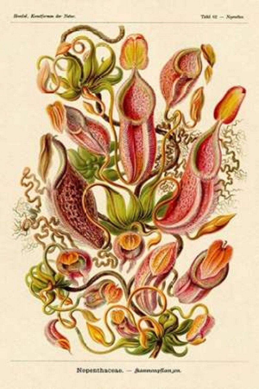 Haeckel Nature Illustrations: Pitcher Plants Poster Print by Ernst Haeckel - Item # VARPDX449722